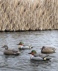 DOA Refuge Greenwing Teal Decoys